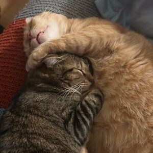 Meet your Posher, Taylor